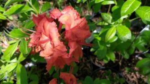 Сорта азалии гибридной, рододендрон для выращивания в Украине.