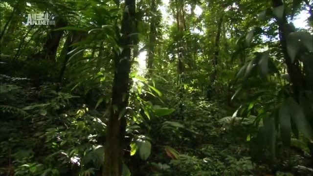 Неизвестные Карибы (Caribbean) смотреть онлайн