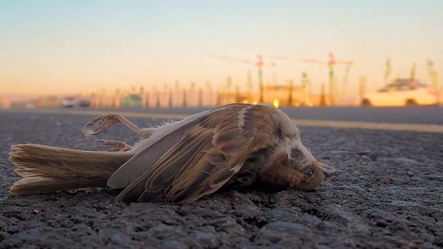 Мертвая птица смотреть онлайн