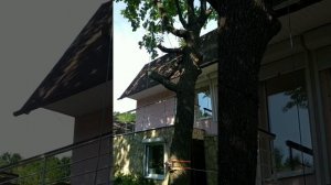 Обрезка дуба в Саратове специалистом