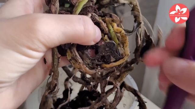 Орхидея с гнилыми корнями как спасти