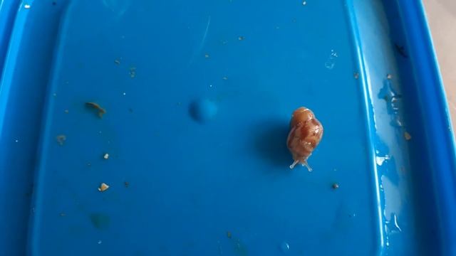 Кладка ретиков не вылупилась?!?