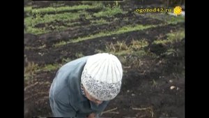 Трехлитровая банка -  ловушка для мышей