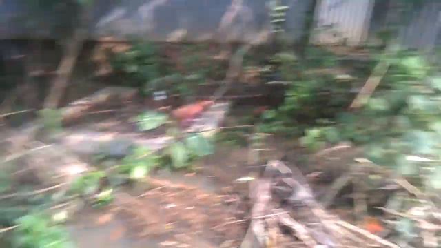 bonnar pani смотреть онлайн