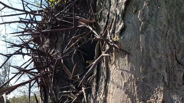 Колючки рожкового дерева смотреть онлайн