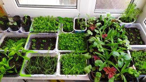 Моя рассада начало мая 2022 года.mp4