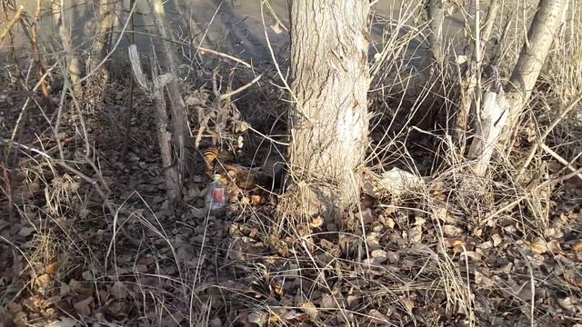 злой бурундук смотреть онлайн