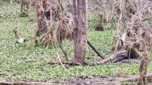 Достопримечательность Кении Озеро с бегемотами Найваша / Отель Lake Naivasha Sopa Resort