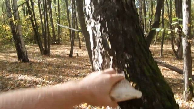 i Смешанный лес гриб трутовик Mixed forest mushroom tinder fungus Украина Ukraine 20201004 смотреть онлайн