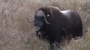 Овцебык добрёл до Яр-Сале