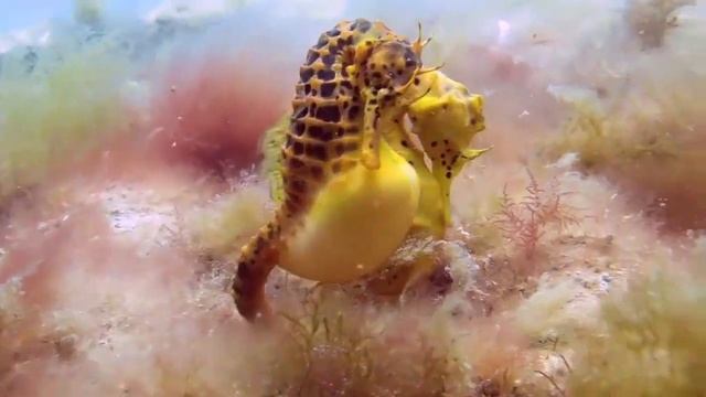 МОРСКИЕ КОНЬКИ - Уникальная беременность смотреть онлайн