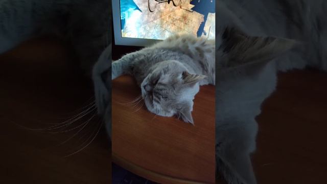 Когда кошка спит под беспокойную музыку 🙀 When the cat sleeps to restless music