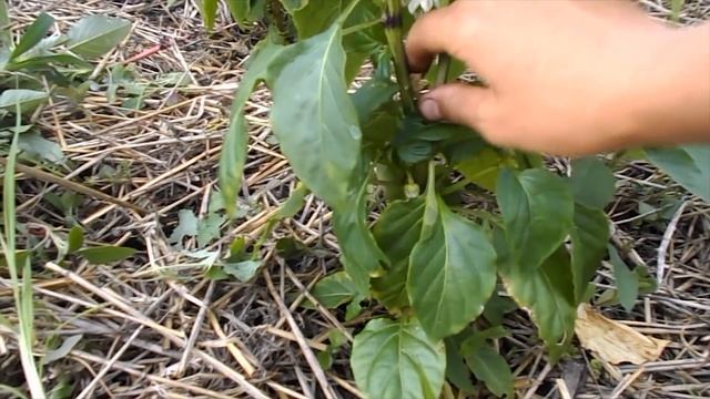 Формирование перца. Часть 1 смотреть онлайн