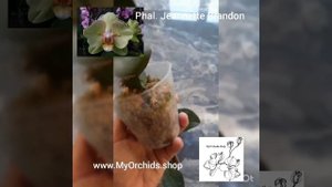 Phalaenopsis Jeannette Brandon