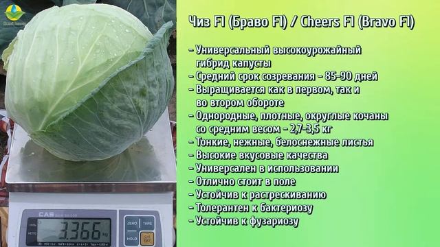 Белокочанная капуста Чиз F1 (Браво F1) - Cheers F1 (Bravo F1) от Clause смотреть онлайн