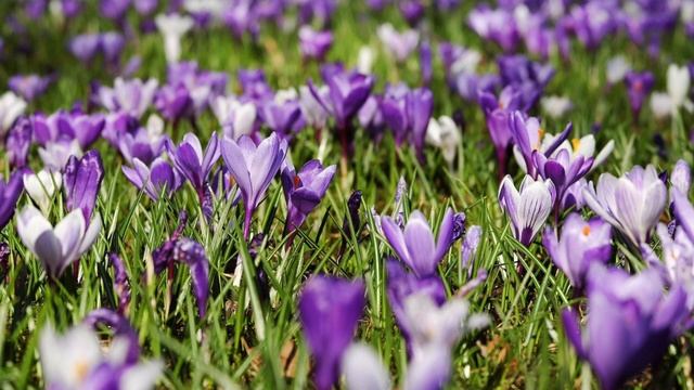 Неожиданное наследство. Автор Матус Наталья. Аудиорассказ. смотреть онлайн