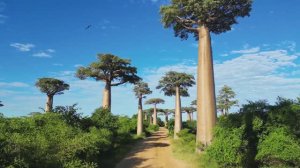 Мадагаскар