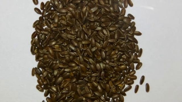 Bergamot Lemon Seeds смотреть онлайн