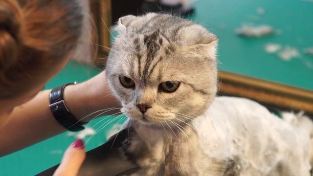 Знакомство с зоосалоном Happy Pets