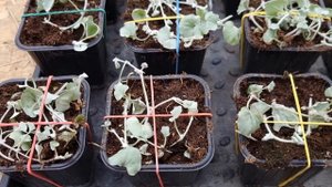 Что сделать чтоб черенок дихондры был пышный? Как раскачать мощь дихондры?