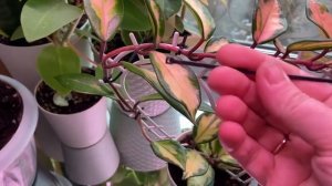 Будни цветовода | Обработка растений препаратом 30+ и фитолавином | 03.04.2022г.