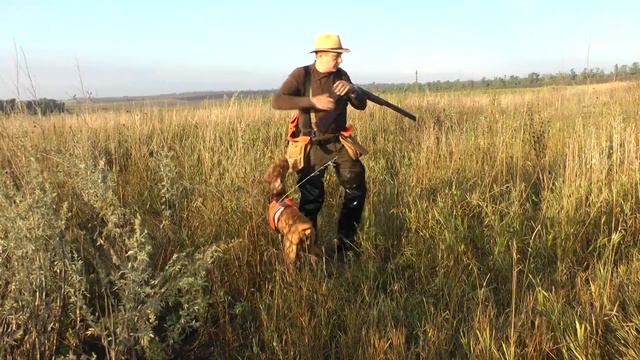 Vizsla hunting. Gern Gross Pirosmani. Охота на куропатку ч.1. смотреть онлайн