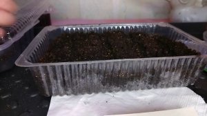 БУДДЛЕЯ-ЦВЕТОК БАБОЧЕК. ПОСЕВ СЕМЯН.mp4