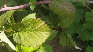 Малина Самохвал- достойный сорт