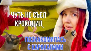 КАРАКАЛЫ, КРОКОДИЛЫ, СЕРВАЛ И ДРУГИЕ. На территории кошек.