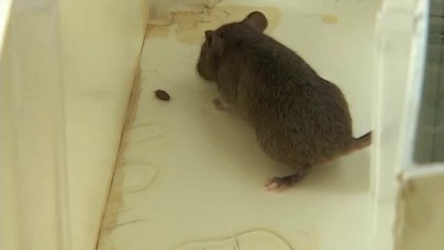 живой интеллект видео для внутреннего пользования публичное размещение запрещено