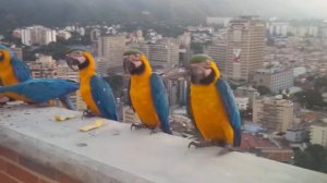 Guacamayas de caracas y bello Avila