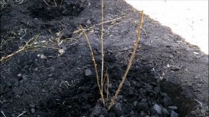 КАК ВЫБРАТЬ САЖЕНЦЫ СМОРОДИНЫ