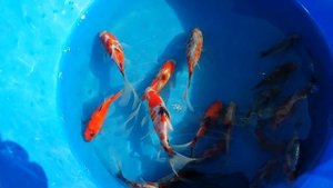 Продажа рыбы и растений декоративных прудов. Кометы, Шубункины и вейкины. Карпы кои.