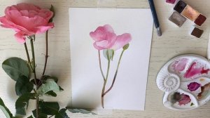 Рисуем вместе каждый день. Акварельная Роза