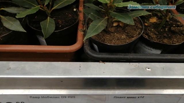 Леруа Мерлен ОРХИДЕИ и другие комнатные растения /ФЕВРАЛЬ 2022 смотреть онлайн