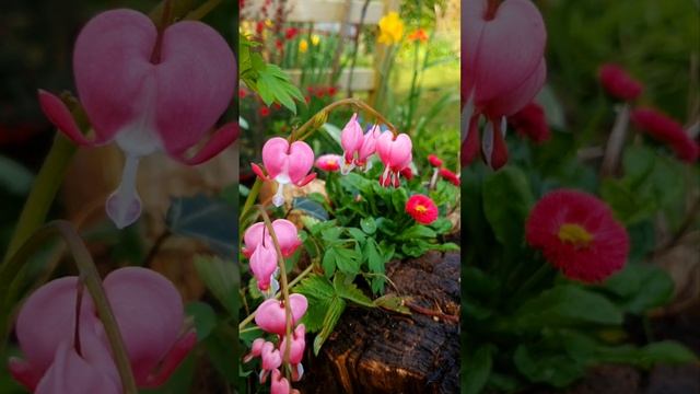 Dicentra Spectabilis ('Bleeding Heart') Just love this colourful, pendular, graceful perennial.