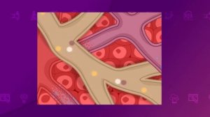 Биология. 8 класс. Внутренняя среда организма: кровь, лимфа, тканевая жидкость.Гомеостаз/17.11.2020