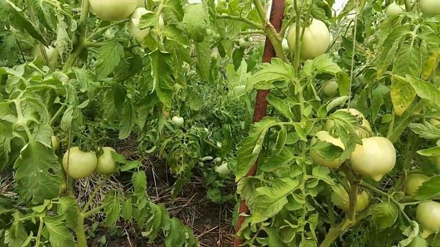 Обзор высокоурожайных помидор сорта Соломон| Большой урожай томатов сорта Соломон смотреть онлайн