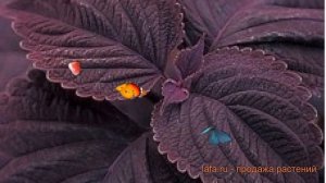 Колеус обыкновенный Палисандра ? колеус Палисандра обзор: как сажать семена колеуса Палисандра