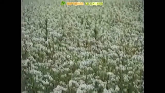 Гречиха посевная в народной медицине. Свежие листья гречихи и отвар цветков гречихи