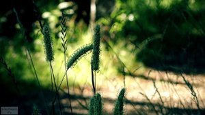 Timothy Grass Phleum / Pratense / Тимофеевка Луговая
