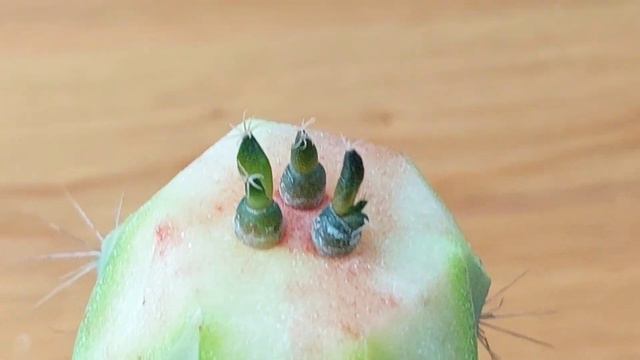 Прививка Ариокарпуса на Азуроцереус. Выращиваем редкие растения, формируем коллекцию. смотреть онлайн