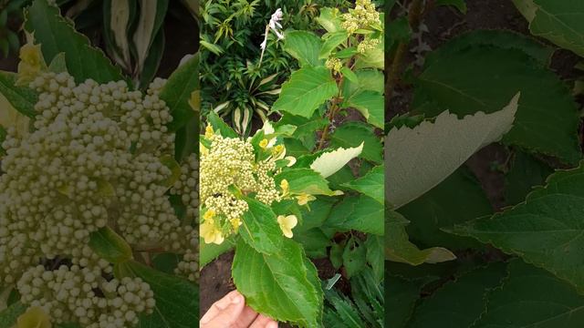 ЛЕВАНА смотреть онлайн