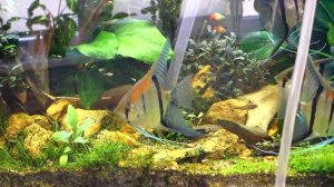 Акваскейпинг. Аквадизайн. Аквариум 200 литров. Стрижка газона из Хемиантуса.