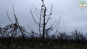 Часть 3. Веретено с скелетными ветками ММ106. Центральный проводник. Обрезка яблони веретеном.