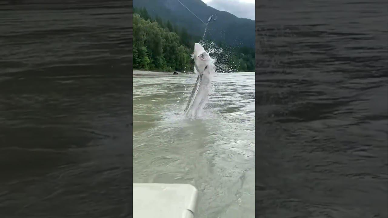 когда купил новую удочку и уже ждешь рыбалку #рыбалка #удочка #мем #рыба #юмор #карась смотреть онлайн