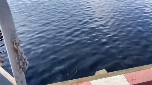 Рыбалка в Кольском заливе. Ловим бычков на мойву
