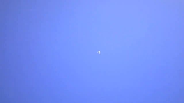 Бойные голуби КАЗАХСТАНА.Игра и лет Начинаем полеты в ноябре. смотреть онлайн