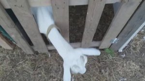 Груши козам, кормление коз летом, дробленка.