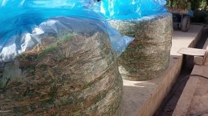 salafan qoplarga silos bosish to'liq sirlari yoqsa tarqatamiz layk ayamang